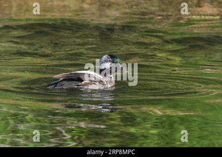 Unreife Büffelkopf-männliche Ente in Alaska Stockfoto