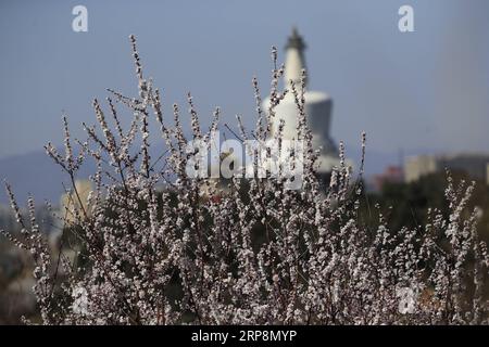 190312 -- PEKING, 12. März 2019 Xinhua -- Foto aufgenommen am 11. März 2019 zeigt Pfirsichblüten im Beihai Park in Peking, der Hauptstadt Chinas. Xinhua/Liu Xianguo CHINA-PEKING-PFIRSICHBLÜTEN CN PUBLICATIONXNOTXINXCHN Stockfoto