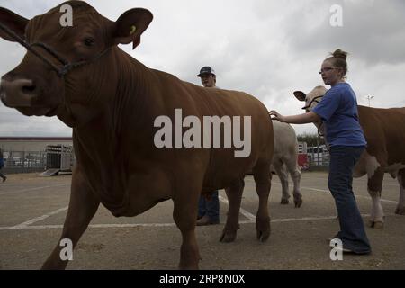 (190312) -- HOUSTON, 12. März 2019 -- Teilnehmer bringen ihre Ochsen zur Houston Livestock Show und zum Rodeo in Houston, Texas, USA, am 11. März 2019. Viele Eltern nahmen ihre Kinder am Montag, dem ersten Tag der Frühlingsferien, mit. Die jährliche Houston Livestock Show und das Rodeo, die am 25. Februar dieses Jahres ihren Anfang nahm, werden bis zum 17. März stattfinden. ) U.S.-HOUSTON-LIVESTOCK SHOW UND RODEO Yi-ChinxLee PUBLICATIONxNOTxINxCHN Stockfoto