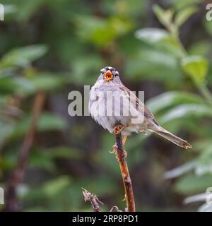 Weiß - gekrönte Spatz in Alaska Stockfoto