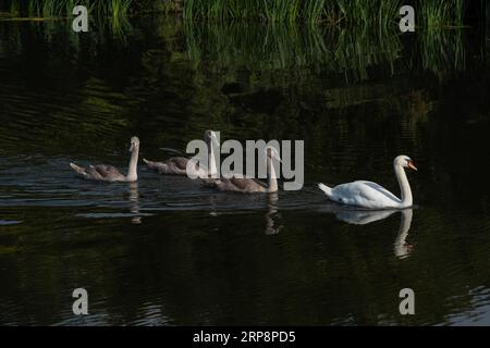 Mutter Mute Swan und drei Siegelschweine schwimmen Stockfoto