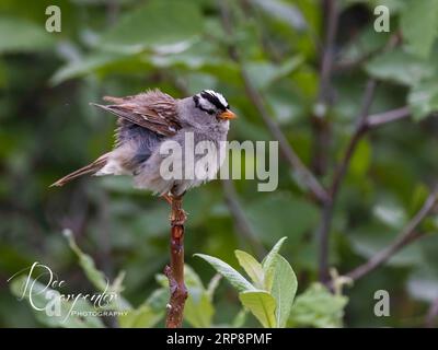 Weiß - gekrönte Spatz in Alaska Stockfoto