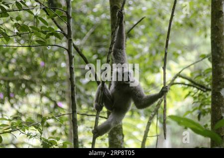 (190314) -- WEST JAVA, 14. März 2019 -- Ein javanischer silbriger Gibbon ( Hylobates Moloch ) schwingt auf einem Baum, nachdem er im Gunung Tilu Wildschutzgebiet in West Java, Indonesien, in freier Wildbahn freigesetzt wurde. März 2019. Zwei der Javanischen Silbergibbons wurden in die Wildnis entlassen, um die Population dieser Primaten wieder zu stärken. ) INDONESIEN-WEST JAVA-JAVAN SILBRIG GIBBON-VERÖFFENTLICHT SEPTIANJAR PUBLICATIONXNOTXINXCHN Stockfoto