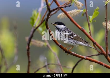 Blackpoll Warbler im Frühling in Alaska Stockfoto