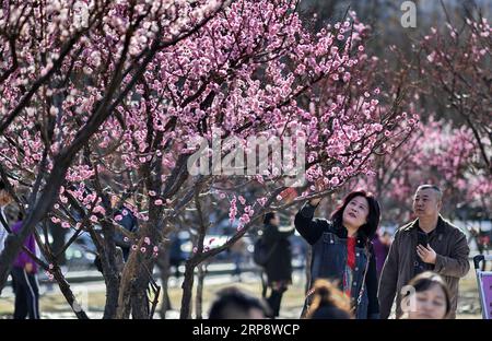 (190316) -- PEKING, 16. März 2019 (Xinhua) -- Menschen sehen blühende Blumen im Beijing Ming Dynastie (1368-1644) Stadtmauer Reliquienpark in Peking, Hauptstadt von China, 16. März 2019. (Xinhua/Li Xin) CHINA-PEKING-FRÜHLING-LANDSCHAFT (CN) PUBLICATIONxNOTxINxCHN Stockfoto