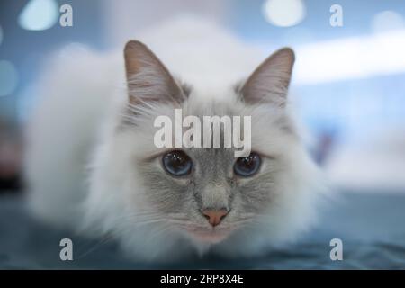 (190317) -- BUDAPEST, 17. März 2019 -- Eine Katze wird auf einer internationalen Katzenschau in Budapest, Ungarn, am 16. März 2019 gesehen. ) UNGARN-BUDAPEST-INTERNATIONAL CAT SHOW AttilaxVolgyi PUBLICATIONxNOTxINxCHN Stockfoto