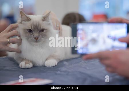 (190317) -- BUDAPEST, 17. März 2019 -- Eine Katze wird auf einer internationalen Katzenschau in Budapest, Ungarn, am 16. März 2019 gesehen. ) UNGARN-BUDAPEST-INTERNATIONAL CAT SHOW AttilaxVolgyi PUBLICATIONxNOTxINxCHN Stockfoto