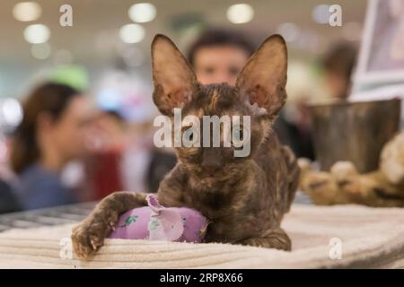 (190317) -- BUDAPEST, 17. März 2019 -- Eine Katze wird auf einer internationalen Katzenschau in Budapest, Ungarn, am 16. März 2019 gesehen. ) UNGARN-BUDAPEST-INTERNATIONAL CAT SHOW AttilaxVolgyi PUBLICATIONxNOTxINxCHN Stockfoto