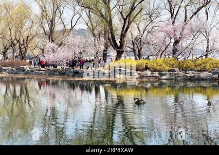 (190317) -- PEKING, 17. März 2019 -- Foto aufgenommen mit einem Handy zeigt einen schwarzen Schwan in einem See am Sommerpalast in Peking, Hauptstadt von China, 17. März 2019. ) (BeijingCandid)CHINA-BEIJING-SPRING-PARKS ZhangxHaofu PUBLICATIONxNOTxINxCHN Stockfoto