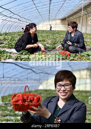 (190317) -- JINAN, 17. März 2019 (Xinhua) -- dieses Kombinationsfoto zeigt (oben) du Haixia (R), den Sekretär der Kommunistischen Partei Chinas, hören Sie den Rat eines Touristen in einem Erdbeerpflückhaus und (niedriger) zeigen Sie eine Schachtel Erdbeeren im Fanlou Village der Shuangmiao Township im Xiajin County, ostchinesische Provinz Shandong, 16. März 2019. Du engagiert sich dafür, die Dorfbewohner zu einem reichen Leben zu führen. Es ist das gemeinsame arbeitende chinesische Volk, das jetzt hart daran arbeitet, den chinesischen Traum der nationalen Verjüngung zu erfüllen. (Xinhua/Guo Xulei) CHINA-SHANDONG- Stockfoto