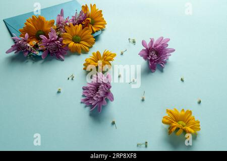 Rosa und gelbe Blumen in blauem Umschlag und Kopierraum auf blauem Hintergrund Stockfoto