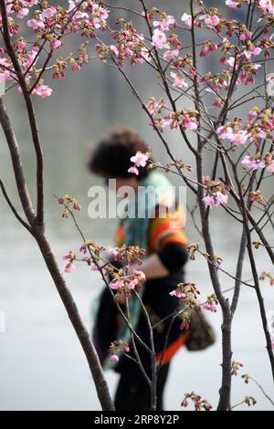 (190318) -- PEKING, 18. März 2019 (Xinhua) -- Ein Besucher genießt die Kirschblüten im Yuyuantan Park in Peking, Hauptstadt von China, 18. März 2019. Das 31. Kulturfestival Kirschblüte beginnt am Dienstag, und die Besucher können hier insgesamt 3.000 Kirschbäume genießen. (Xinua/Li Jundong) CHINA-BEIJING-YUYUANTAN PARK-CHERRY BLOSSOM (CN) PUBLICATIONxNOTxINxCHN Stockfoto