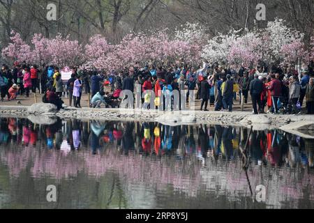 (190318) -- PEKING, 18. März 2019 (Xinhua) -- Besucher genießen die Kirschblüten im Yuyuantan Park in Peking, Hauptstadt von China, 18. März 2019. Das 31. Kulturfestival Kirschblüte beginnt am Dienstag, und die Besucher können hier insgesamt 3.000 Kirschbäume genießen. (Xinua/Li Jundong) CHINA-BEIJING-YUYUANTAN PARK-CHERRY BLOSSOM (CN) PUBLICATIONxNOTxINxCHN Stockfoto