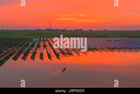 SUQIAN, CHINA - 3. SEPTEMBER 2023 - Arbeiter kontrollieren das Wachstum von Perlen per Boot an einem Stausee, an dem Photovoltaik-Stromerzeugung installiert wurde i Stockfoto