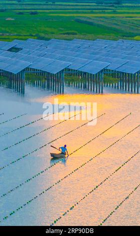 SUQIAN, CHINA - 3. SEPTEMBER 2023 - Arbeiter kontrollieren das Wachstum von Perlen per Boot an einem Stausee, an dem Photovoltaik-Stromerzeugung installiert wurde i Stockfoto