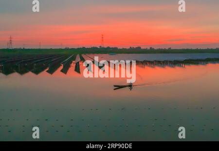 SUQIAN, CHINA - 3. SEPTEMBER 2023 - Arbeiter kontrollieren das Wachstum von Perlen per Boot an einem Stausee, an dem Photovoltaik-Stromerzeugung installiert wurde i Stockfoto