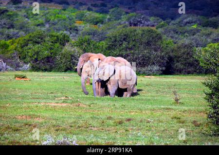 Während der Safari trafen wir auf diese wunderschöne Elefantenfamilie, die sich zusammen entspannte. Stockfoto