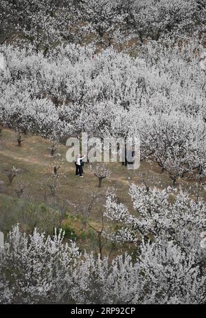 (190321) -- XIAN, 21. März 2019 (Xinhua) -- Touristen sehen Aprikosenblüten im Dorf Shangxu, Lantian County, nordwestchinesische Provinz Shaanxi, 20. März 2019. (Xinhua/Shao Rui) CHINA-SHAANXI-SPRING-FLOWERS (CN) PUBLICATIONxNOTxINxCHN Stockfoto