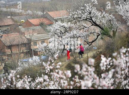 (190321) -- XIAN, 21. März 2019 (Xinhua) -- Touristen sehen Aprikosenblüten im Dorf Shangxu, Lantian County, nordwestchinesische Provinz Shaanxi, 20. März 2019. (Xinhua/Shao Rui) CHINA-SHAANXI-SPRING-FLOWERS (CN) PUBLICATIONxNOTxINxCHN Stockfoto