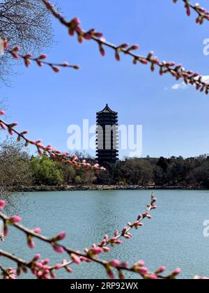 (190321) -- PEKING, 21. März 2019 -- Foto aufgenommen am 21. März 2019 mit Handy zeigt die Frühlingslandschaft an der Peking Universität im Haidian Bezirk von Peking, Hauptstadt von China. ) (BeijingCandid) CHINA-BEIJING-SPRING (CN) CuixBowen PUBLICATIONxNOTxINxCHN Stockfoto