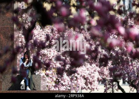 (190321) -- ZAGREB, 21. März 2019 -- blühende Magnolienblüten sind auf dem König-Tomislav-Platz in Zagreb, Kroatien, 21. März 2019 zu sehen. ) KROATIEN-ZAGREB-FLOWERS Sanjinxstrucic PUBLICATIONxNOTxINxCHN Stockfoto