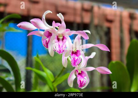 Blühende rosa und weiße Orchideen im Kings Botanical Garden in Peradeniya, Kandy, Sri-Lanka. Nahaufnahme, Speicherplatz kopieren Stockfoto