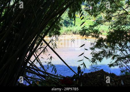 Bambus in Peradeniya Royal Botanic Gardens in der Nähe von Kandy, Sri Lanka. Peradeniya Royal Botanic Gardens sind der größte botanische Garten Stockfoto