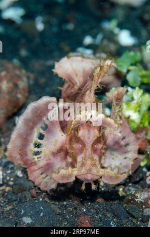 Schaufelklappe Rhinopias Skorpionfish, Rhinopias eschmeyeri, Tauchplatz Bulakan, Seraya, Karangasem, Bali, Indonesien Stockfoto