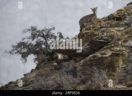 (190328) -- YINCHUAN, 28. März 2019 (Xinhua) -- Bharal, auch Himalaya Blue Sheep genannt, sucht Nahrung im Helan Mountain National Nature Reserve in der nordwestchinesischen Autonomen Region Ningxia Hui, 27. März 2019. Die Zahl der Bharal hat auf dem Helan Mountain nach jahrelanger Umwelterneuerung über 40.000 erreicht. (Xinhua/Feng Kaihua) CHINA-NINGXIA-HELAN MOUNTAIN-BHARAL (CN) PUBLICATIONxNOTxINxCHN Stockfoto