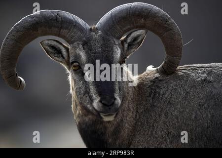 (190328) -- YINCHUAN, 28. März 2019 (Xinhua) -- Bharal, auch Himalaya Blue Sheep genannt, wird im Helan Mountain National Nature Reserve im Nordwesten Chinas Ningxia Hui Autonomous Region, 27. März 2019 gesehen. Die Zahl der Bharal hat auf dem Helan Mountain nach jahrelanger Umwelterneuerung über 40.000 erreicht. (Xinhua/Feng Kaihua) CHINA-NINGXIA-HELAN MOUNTAIN-BHARAL (CN) PUBLICATIONxNOTxINxCHN Stockfoto