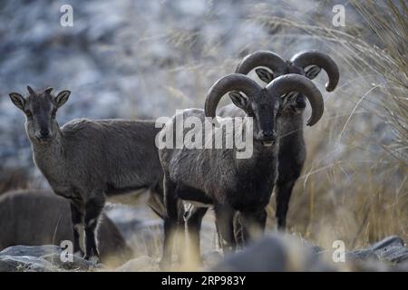 (190328) -- YINCHUAN, 28. März 2019 (Xinhua) -- Bharal, auch Himalaya-blaue Schafe genannt, werden im Helan Mountain National Nature Reserve in der nordwestchinesischen Autonomen Region Ningxia Hui, 27. März 2019, gesehen. Die Zahl der Bharal hat auf dem Helan Mountain nach jahrelanger Umwelterneuerung über 40.000 erreicht. (Xinhua/Feng Kaihua) CHINA-NINGXIA-HELAN MOUNTAIN-BHARAL (CN) PUBLICATIONxNOTxINxCHN Stockfoto