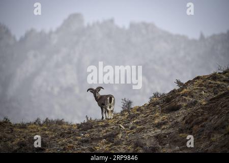 (190328) -- YINCHUAN, 28. März 2019 (Xinhua) -- Bharal, auch Himalaya-blaues Schaf genannt, sucht Nahrung im Helan Mountain National Nature Reserve in der nordwestchinesischen Autonomen Region Ningxia Hui, 27. März 2019. Die Zahl der Bharal hat auf dem Helan Mountain nach jahrelanger Umwelterneuerung über 40.000 erreicht. (Xinhua/Feng Kaihua) CHINA-NINGXIA-HELAN MOUNTAIN-BHARAL (CN) PUBLICATIONxNOTxINxCHN Stockfoto