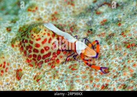 Kaisergarnele, Zenopontonia rex, auf Amberfisch-Seegurke, Thelenota anax, Bulakan Tauchplatz, Seraya, Karangasem, Bali, Indonesien Stockfoto