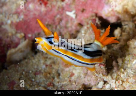 Magnificent Chromodoris Nudibranch, Chromodoris Magnifica, Körper hochheben, um die Umgebung zu riechen, Demak Tauchplatz, Bangka Insel, Nord Sulawesi, Indon Stockfoto