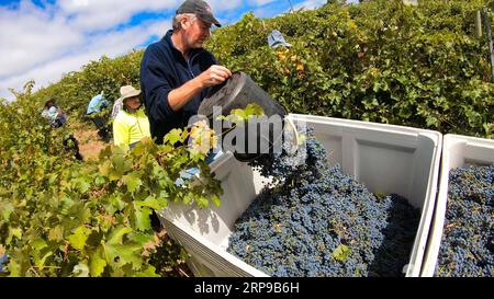 (190401) -- ADELAIDE, 1. April 2019 (Xinhua) -- A man Conveys Grapes in Adelaide Hills, Australien, 26. März 2019. South Australia, berühmt für seine Weinherstellung, produziert etwa 60 Prozent des Weins im Land. Die Winzer sind im März beschäftigt, wenn sie reife Trauben für die Produktion von Spitzenweinen sammeln. (Xinhua/Pan Xiangyue) AUSTRALIA-ADELAIDE-GRAPES PUBLICATIONxNOTxINxCHN Stockfoto