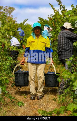 (190401) -- ADELAIDE, 1. April 2019 (Xinhua) -- Ein Mann posiert für ein Foto mit zwei Eimern Trauben in Adelaide Hills, Australien, 26. März 2019. South Australia, berühmt für seine Weinherstellung, produziert etwa 60 Prozent des Weins im Land. Die Winzer sind im März beschäftigt, wenn sie reife Trauben für die Produktion von Spitzenweinen sammeln. (Xinhua/Pan Xiangyue) AUSTRALIA-ADELAIDE-GRAPES PUBLICATIONxNOTxINxCHN Stockfoto