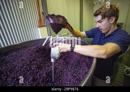 (190401) -- ADELAIDE, 1. April 2019 (Xinhua) -- A Winemaker Checks Grapes in Adelaide Hills, Australien, 24. März 2019. South Australia, berühmt für seine Weinherstellung, produziert etwa 60 Prozent des Weins im Land. Die Winzer sind im März beschäftigt, wenn sie reife Trauben für die Produktion von Spitzenweinen sammeln. (Xinhua/Pan Xiangyue) AUSTRALIA-ADELAIDE-GRAPES PUBLICATIONxNOTxINxCHN Stockfoto