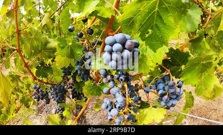 (190401) -- ADELAIDE, 1. April 2019 (Xinhua) -- Foto aufgenommen am 26. März 2019 zeigt Trauben in Adelaide Hills, Australien. South Australia, berühmt für seine Weinherstellung, produziert etwa 60 Prozent des Weins im Land. Die Winzer sind im März beschäftigt, wenn sie reife Trauben für die Produktion von Spitzenweinen sammeln. (Xinhua/Pan Xiangyue) AUSTRALIA-ADELAIDE-GRAPES PUBLICATIONxNOTxINxCHN Stockfoto