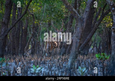 Sundarbans, Bangladesch: Rotwild (Achsenachse) in Sundarbans, dem größten Mangrovenwald und UNESCO-Weltkulturerbe in Bangladesch. Stockfoto