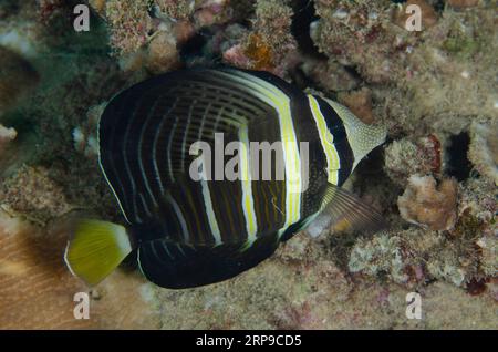 Pacific Sailfin Tang, Zebrasoma Velifer, Kahuku Tauchplatz, Bangka Insel, Nord Sulawesi, Indonesien Stockfoto