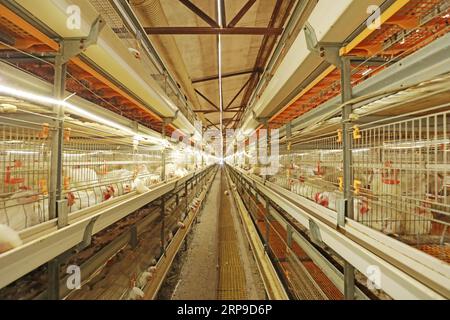Moderne Hühnerfarm in China Stockfoto