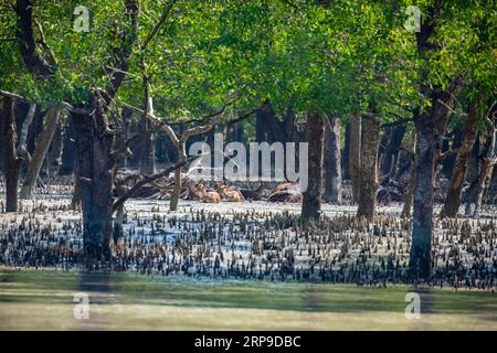 Sundarbans, Bangladesch: Rotwild (Achsenachse) in Sundarbans, dem größten Mangrovenwald und UNESCO-Weltkulturerbe in Bangladesch. Stockfoto