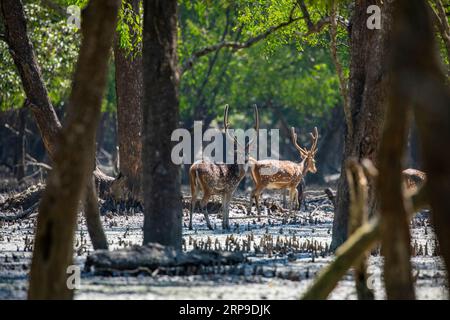 Sundarbans, Bangladesch: Rotwild (Achsenachse) in Sundarbans, dem größten Mangrovenwald und UNESCO-Weltkulturerbe in Bangladesch. Stockfoto