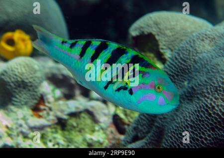 Sixbar Wrasse, Thalassoma hardwicke, Tanjung USI 1 Tauchplatz, Bangka Island, Nord Sulawesi, Indonesien Stockfoto