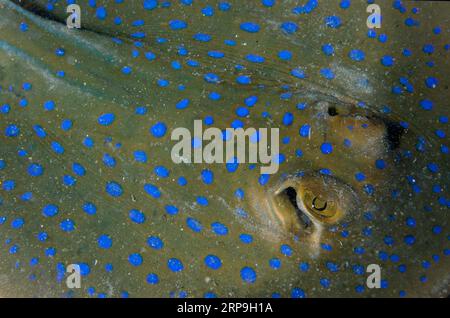 Blue-Spotted Fantail Ray, Taeniura Lymph, Pantai Kecil Tauchplatz, Bangka Island, Nord-Sulawesi, Indonesien Stockfoto