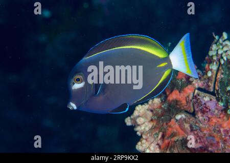 Whitecheek Surgeonfish, Acanthurus nigricans, Sahaung Pinnacle Tauchplatz, Bangka Insel, Nord Sulawesi, Indonesien Stockfoto