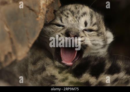 (190411) -- PEKING, 11. April 2019 -- Foto aufgenommen am 16. Juni 2017 zeigt ein Schneeleopardenjunges in Büschen in der Gaduo Township des Chengduo County unter der tibetischen Autonomen Präfektur Yushu in der nordwestlichen chinesischen Provinz Qinghai. Li Yuhan kann sich noch lebhaft erinnern, als sie vor zwei Jahren in Sanjiangyuan Schneeleoparden traf, was bedeutet, dass sie Quelle für drei Flüsse in der nordwestchinesischen Provinz Qinghai war. Ich war mit einem wissenschaftlichen Vermessungsteam zusammen und wir waren auf dem Weg zu einem Berggipfel in der Namsel-Gemeinde der tibetischen Autonomen Präfektur Yushu, sagte Li, ein Student der Peking-Universität. Ich sah sieben Schneeleoparden an Stockfoto