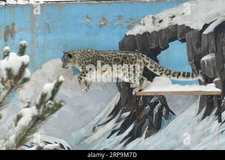 (190411) -- PEKING, 11. April 2019 (Xinhua) -- Ein Schneeleopard springt am 7. November 2018 im schneebedeckten Xining Wildlife Park in Xining, der Hauptstadt der nordwestchinesischen Provinz Qinghai. Li Yuhan kann sich noch lebhaft erinnern, als sie vor zwei Jahren in Sanjiangyuan Schneeleoparden traf, was bedeutet, dass sie Quelle für drei Flüsse in der nordwestchinesischen Provinz Qinghai war. Ich war mit einem wissenschaftlichen Vermessungsteam zusammen und wir waren auf dem Weg zu einem Berggipfel in der Namsel-Gemeinde der tibetischen Autonomen Präfektur Yushu, sagte Li, ein Student der Peking-Universität. Ich sah sieben Schneeleoparden an diesem einzigen Tag. Li sagte, es sei ein Stockfoto