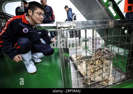 (190411) -- DALIAN, 11. April 2019 (Xinhua) -- Ein Mitarbeiter überprüft eine gefleckte Robbe, die in Dalian, der nordöstlichen chinesischen Provinz Liaoning, wieder in die Wildnis freigelassen werden soll. 24 gefleckte Robben wurden am Donnerstag in der Küstenstadt Dalian wieder in die Wildnis entlassen. Die 24 freigegebenen Robben gehörten zu den 100 gesichteten Robben, die nach Angaben der Provinzregierung im Februar 2019 illegal gepocht wurden. (Xinhua/Pan Yulong) CHINA-DALIAN-SEAL-RELEASE (CN) PUBLICATIONxNOTxINxCHN Stockfoto