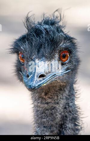 Kopfschuss von EMU (Dromaius novaehollandiae) Queensland Australia Stockfoto